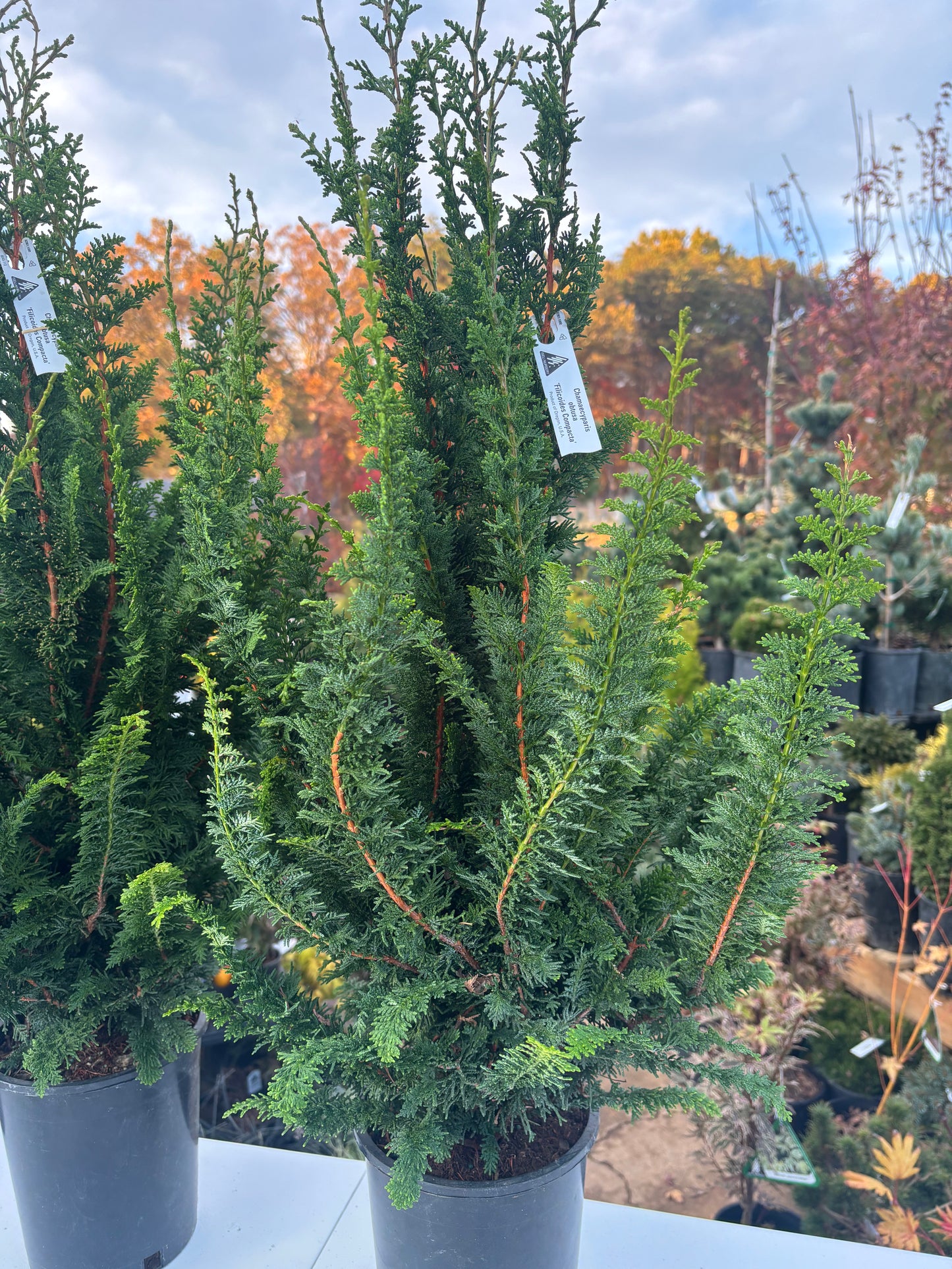 ‘Filicoides Compacta’ Fernleaf Hinoki cypress