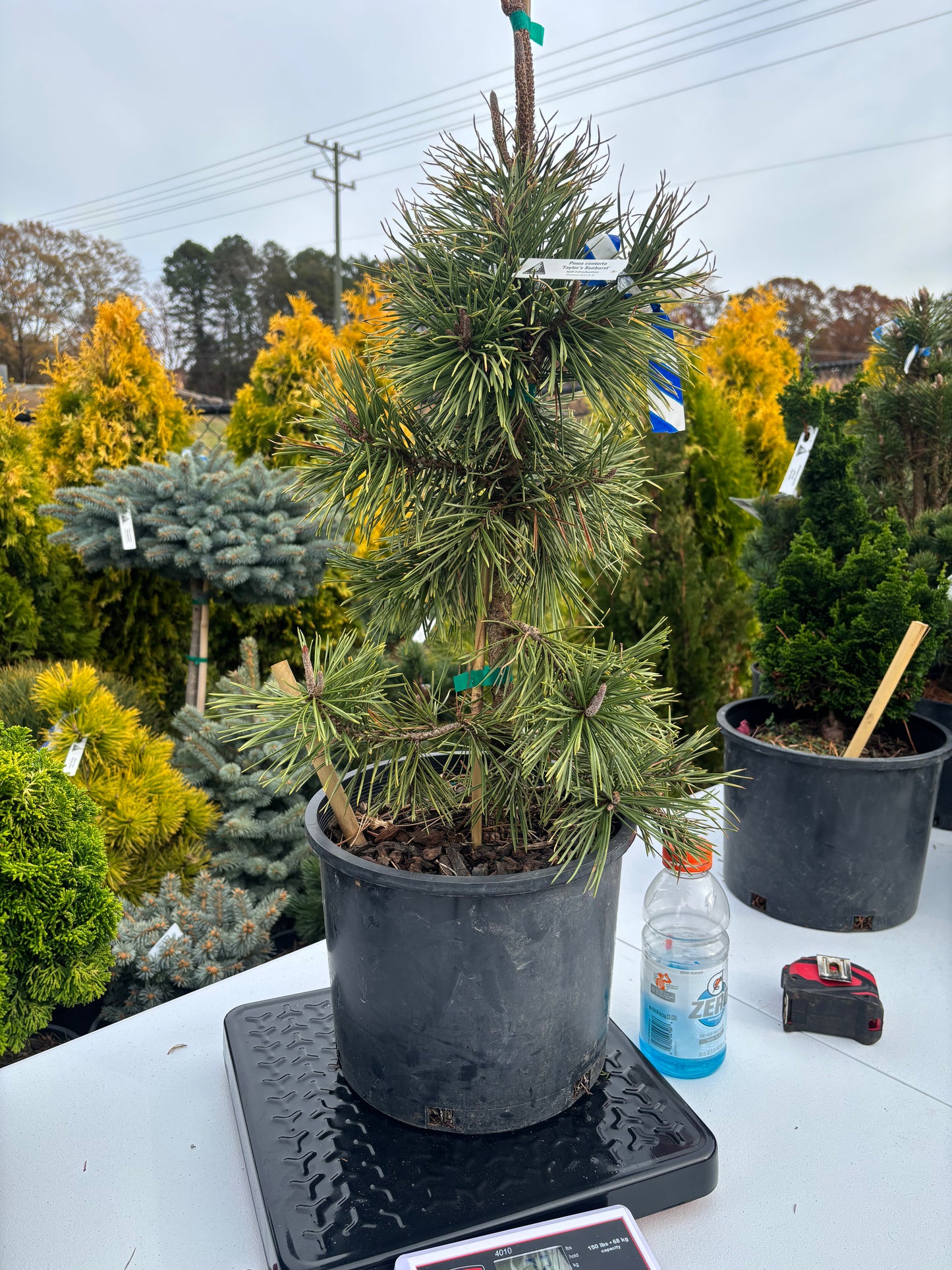 Pinus contorta ‘Taylor’s Sunburst’