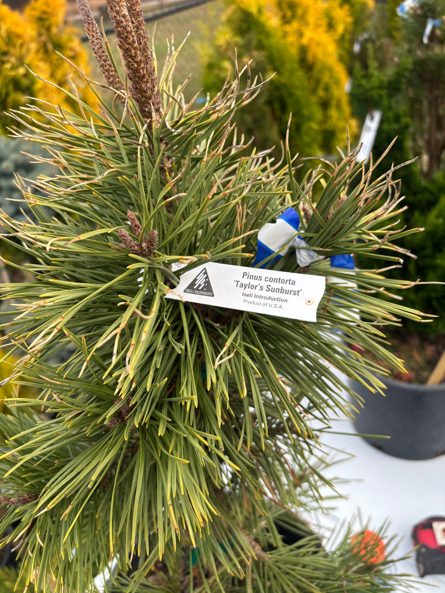 Pinus contorta ‘Taylor’s Sunburst’