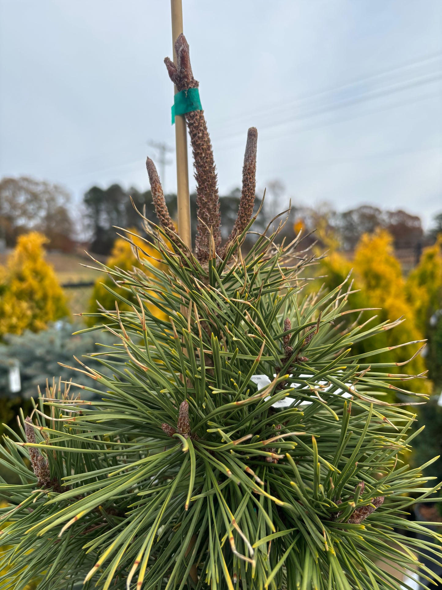 Pinus contorta ‘Taylor’s Sunburst’