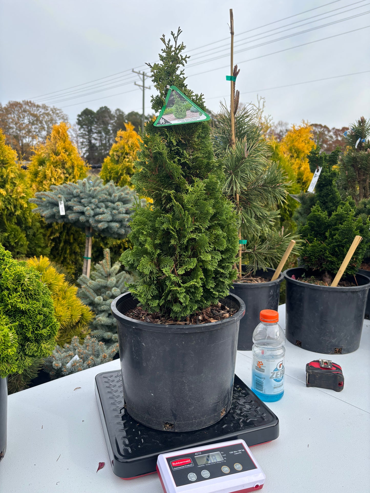 Thuja occidentalis ‘Kelsoki Spire’