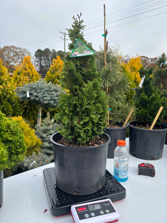 Thuja occidentalis ‘Kelsoki Spire’