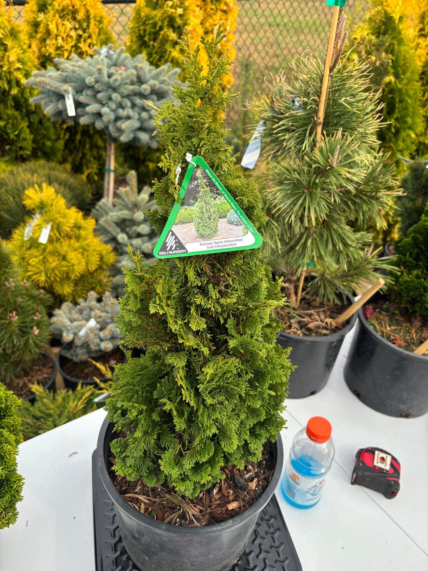 Thuja occidentalis ‘Kelsoki Spire’