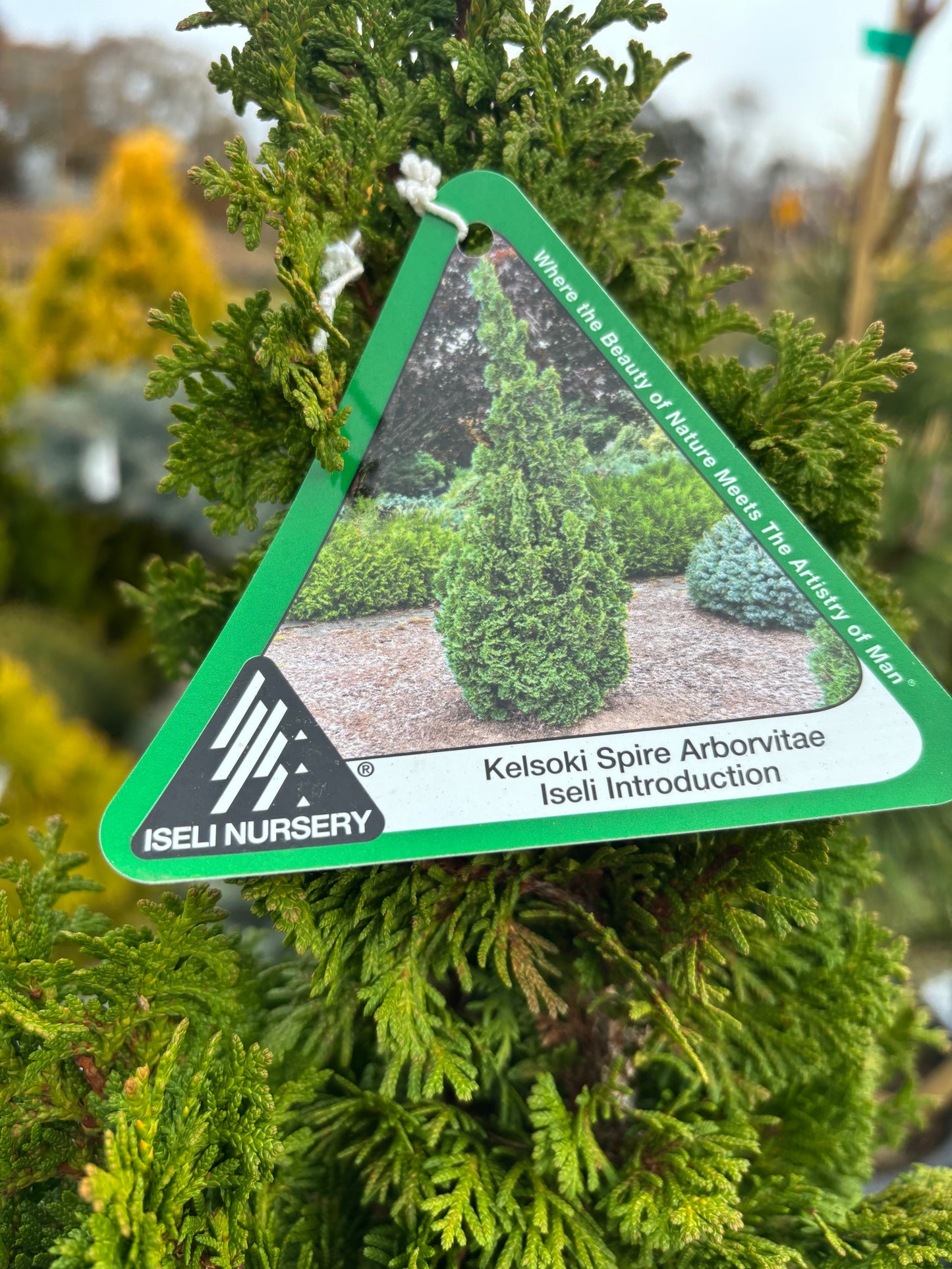 Thuja occidentalis ‘Kelsoki Spire’
