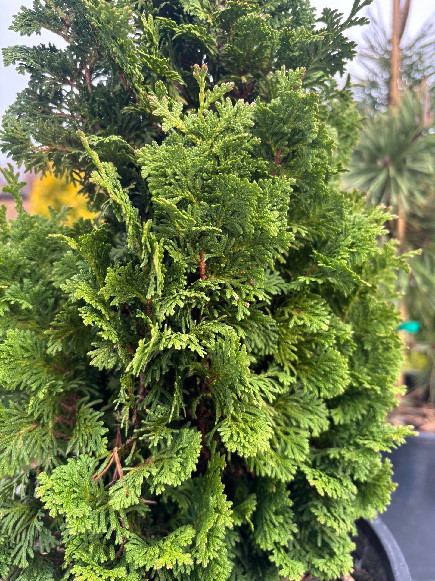 Thuja occidentalis ‘Kelsoki Spire’