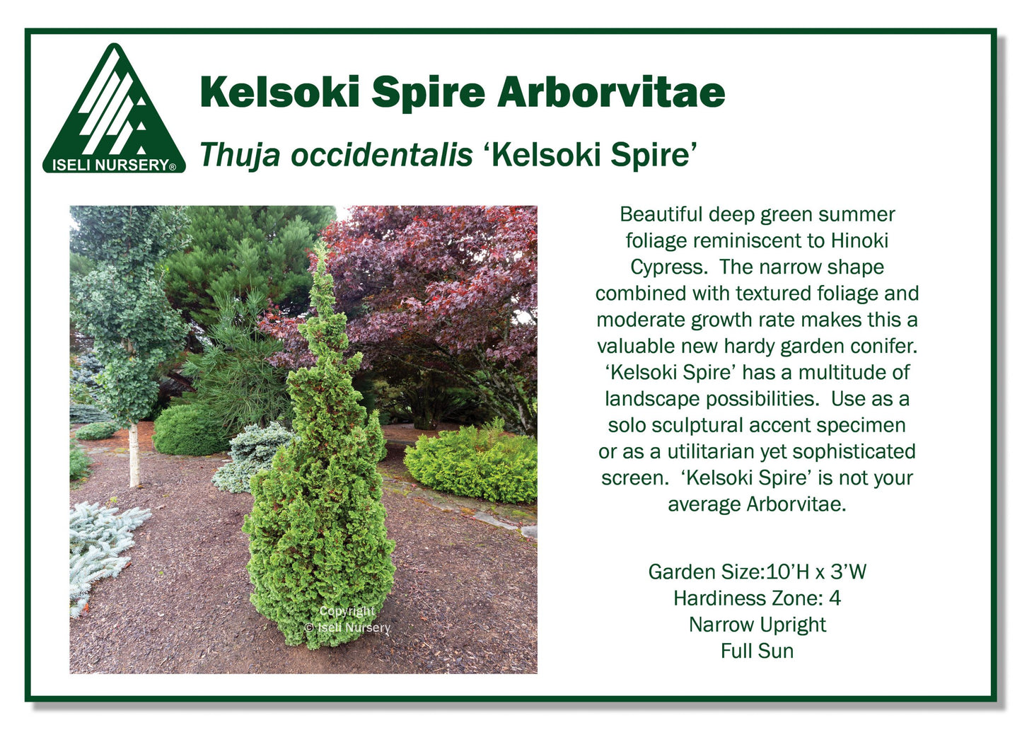 Thuja occidentalis ‘Kelsoki Spire’