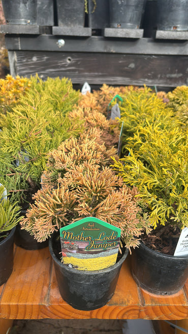 Mother Lode Juniper