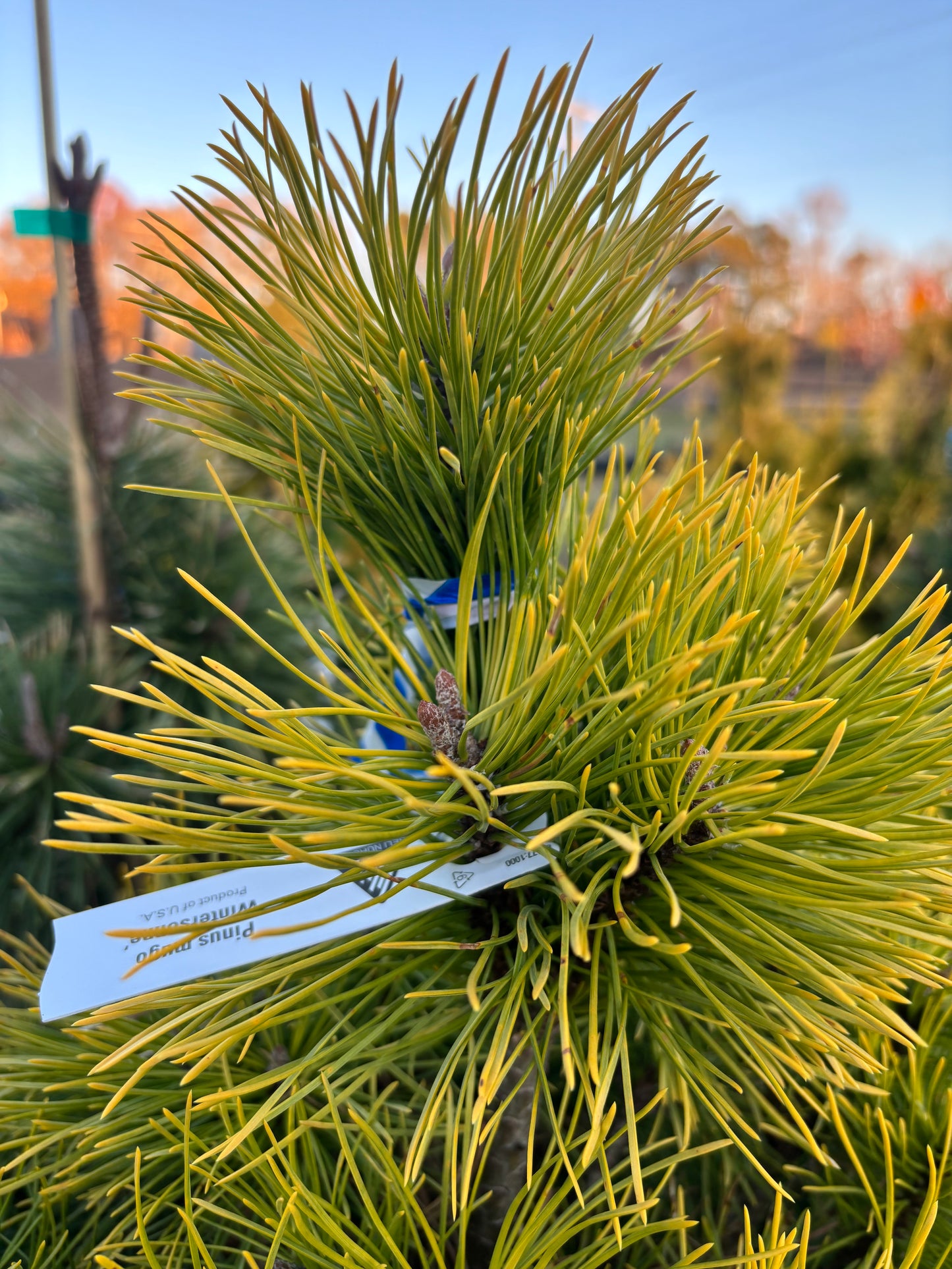 Pinus mugo ‘Wintersonne’