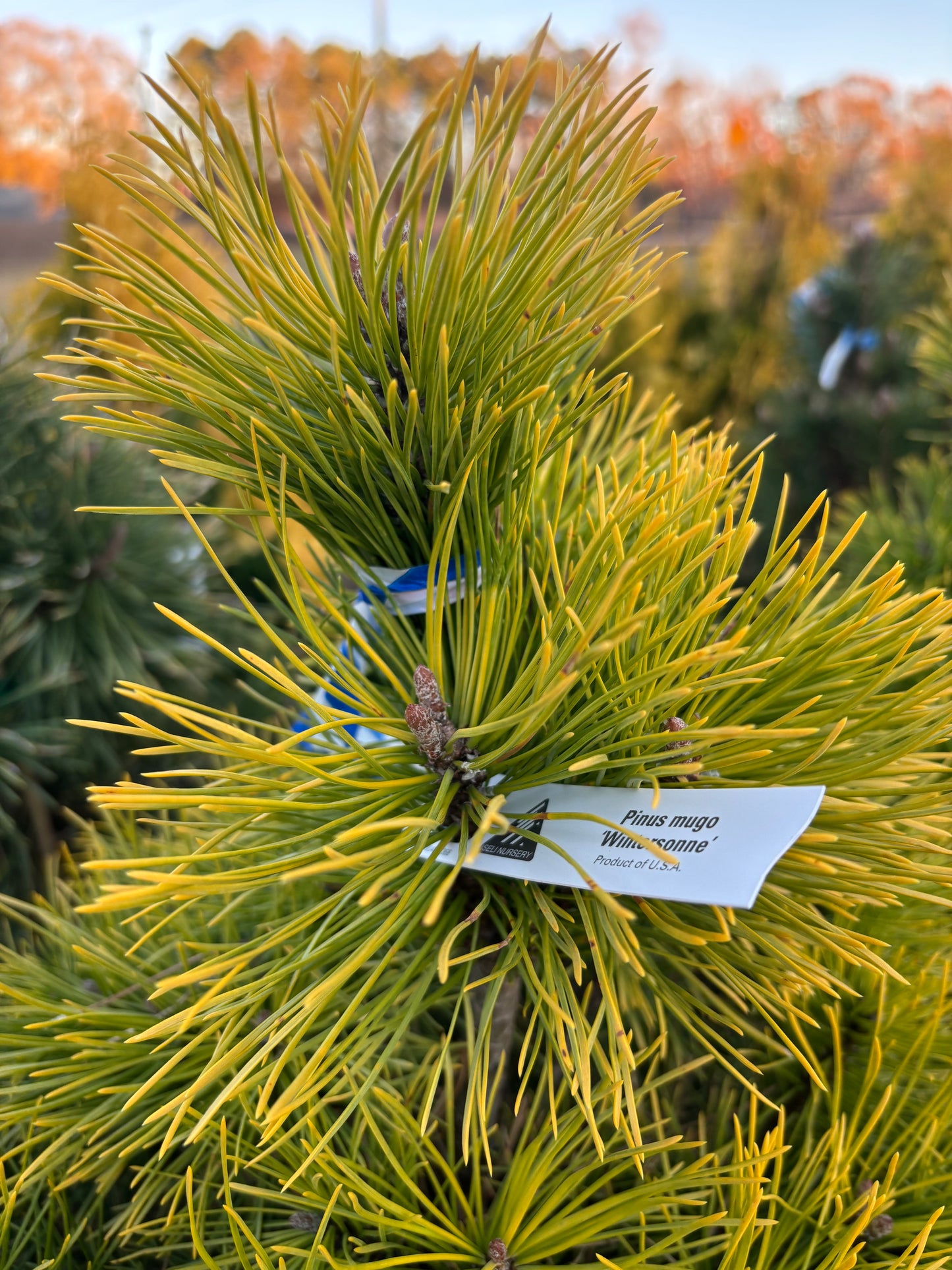 Pinus mugo ‘Wintersonne’
