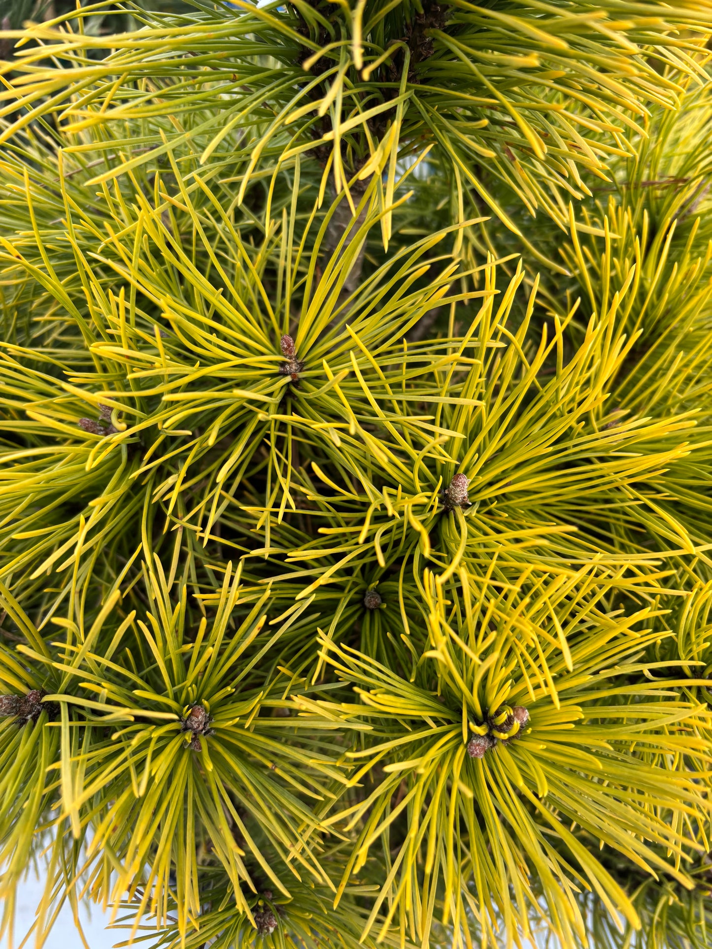 Pinus mugo ‘Wintersonne’