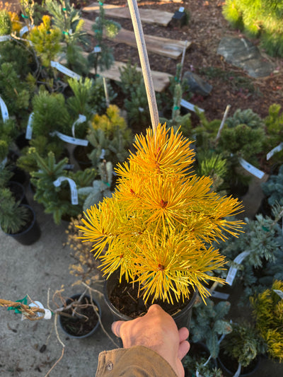 Pinus Sylvestris ‘Gold Coin’