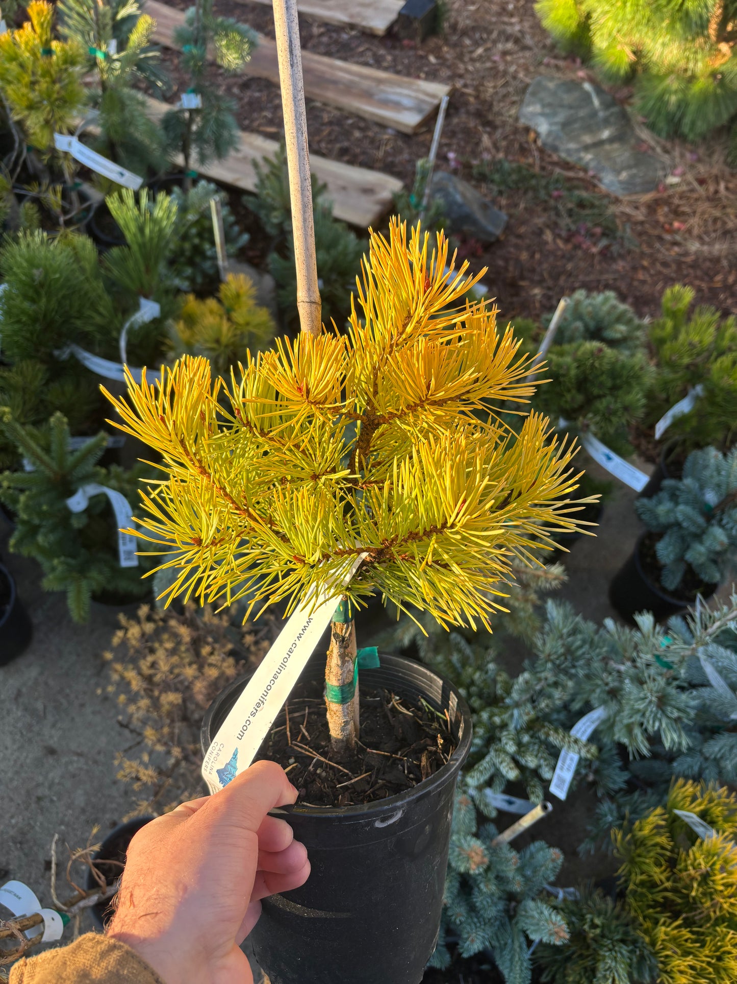 Pinus Sylvestris ‘Gold Coin’