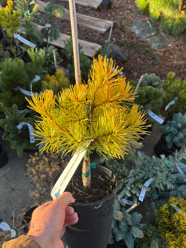 Pinus Sylvestris ‘Gold Coin’