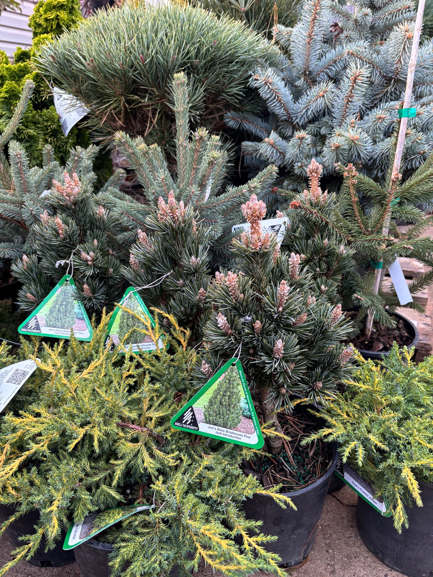 Pinus longaeva ‘Joe’s Bess’