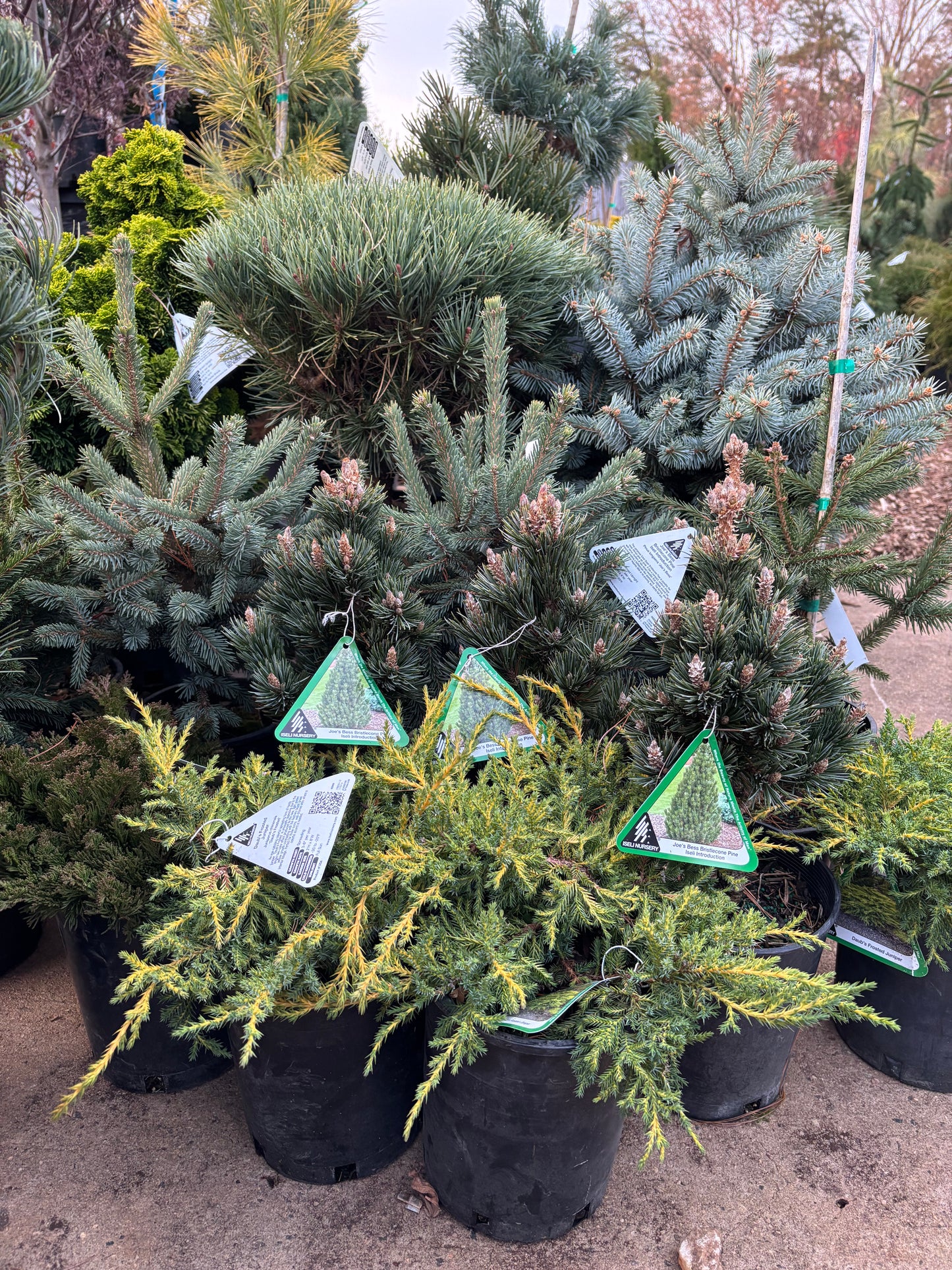 Pinus longaeva ‘Joe’s Bess’