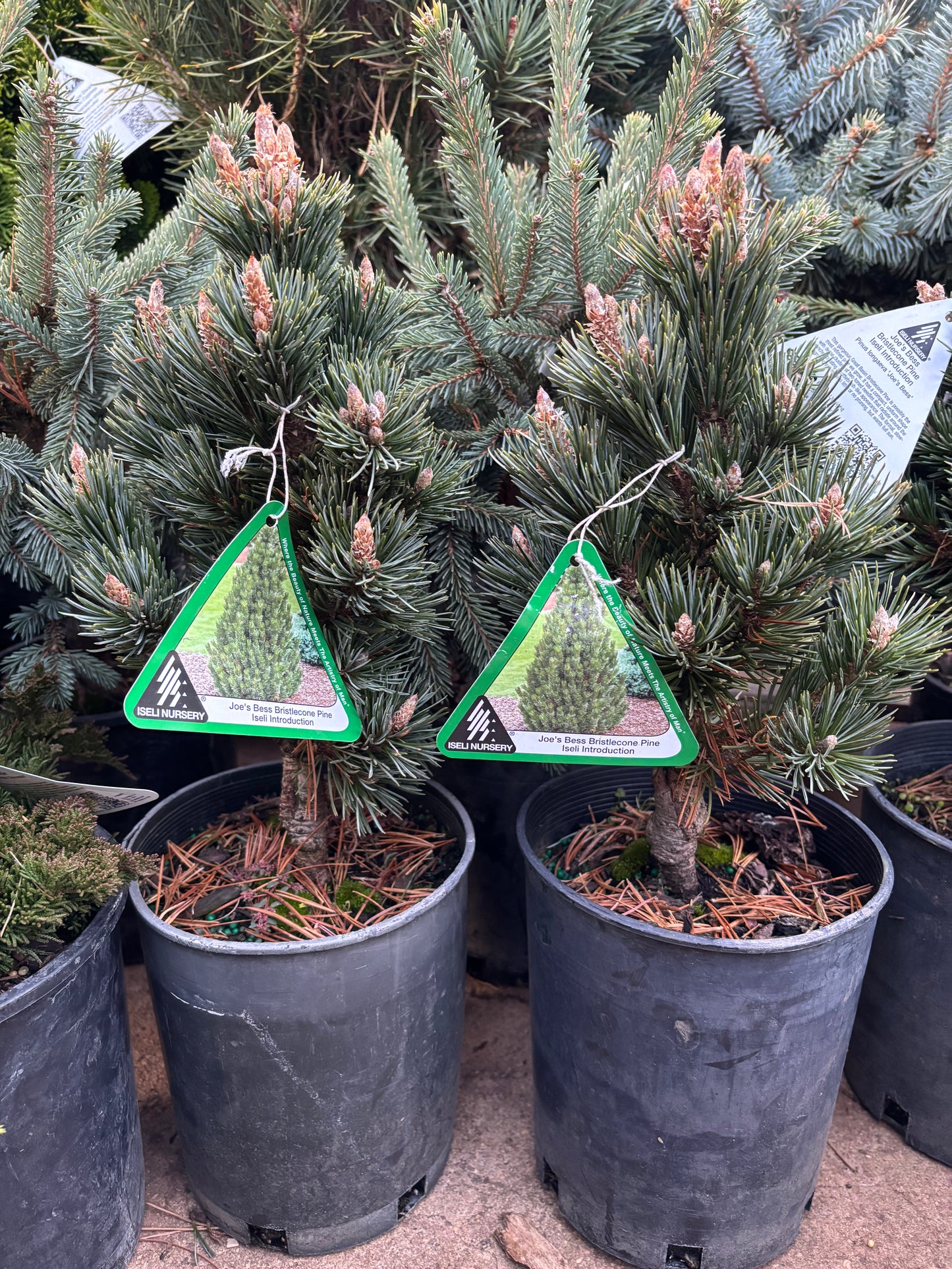 Pinus longaeva ‘Joe’s Bess’