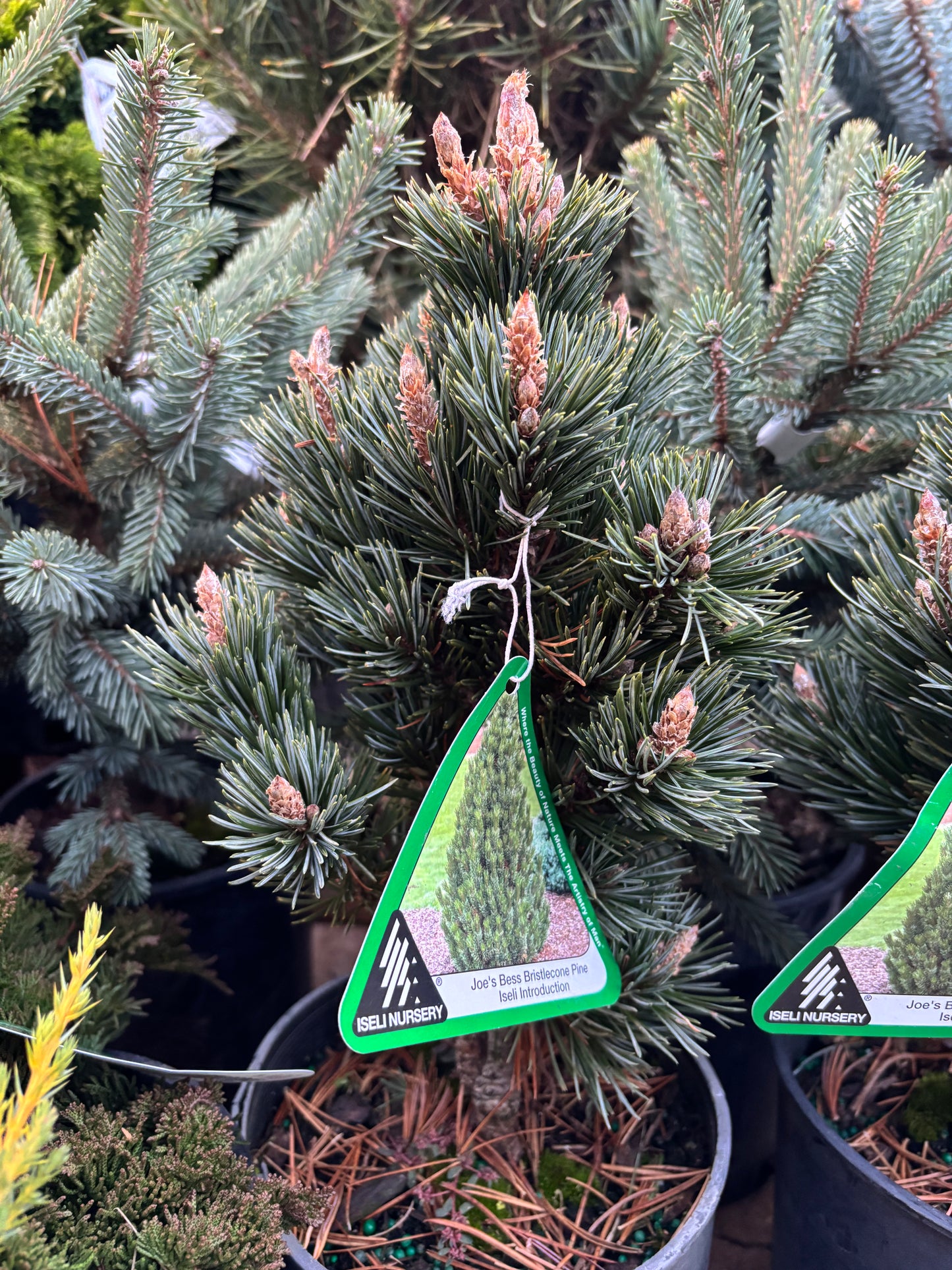 Pinus longaeva ‘Joe’s Bess’