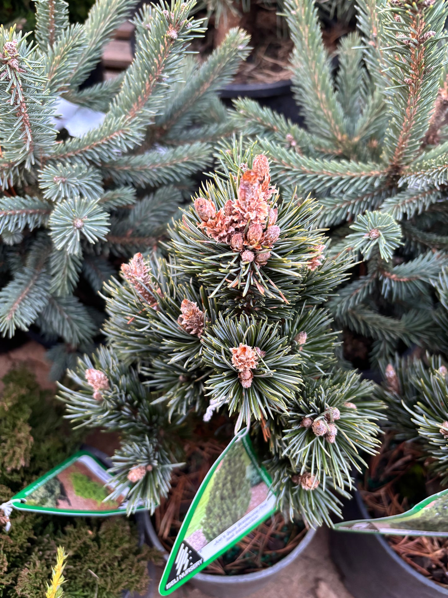 Pinus longaeva ‘Joe’s Bess’