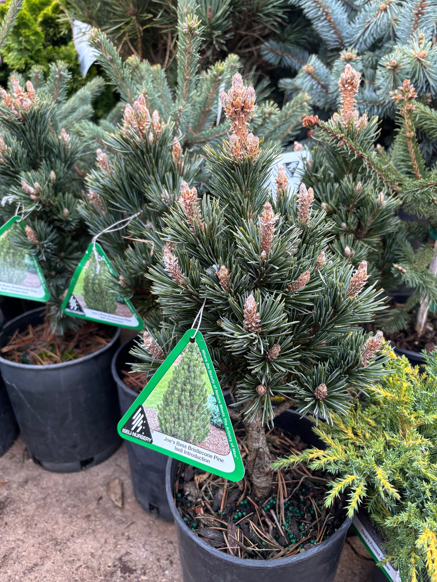 Pinus longaeva ‘Joe’s Bess’