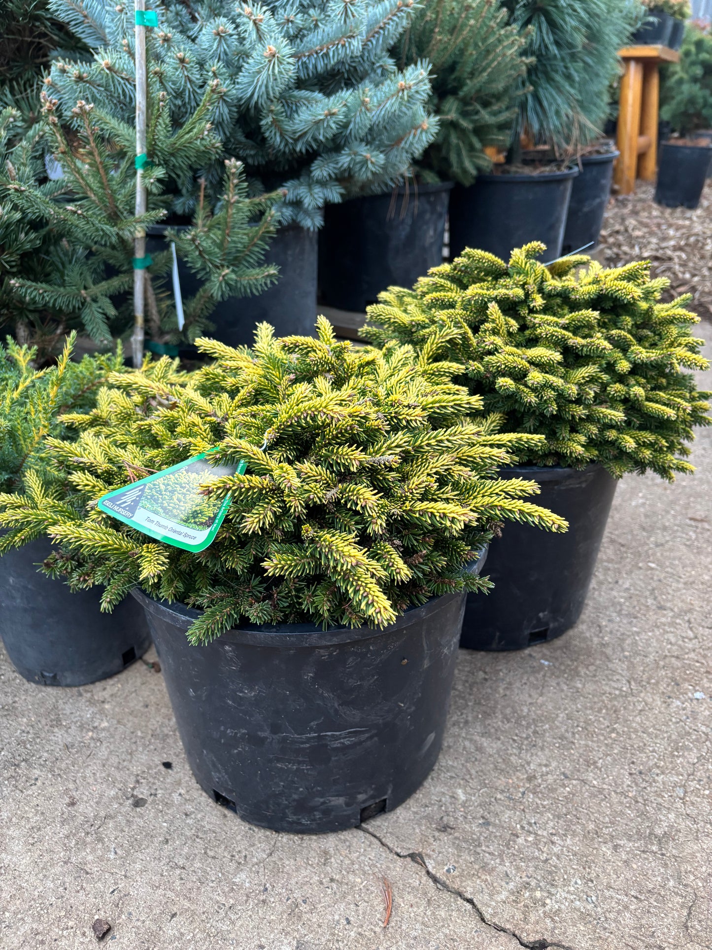 Picea orientalis ‘Tom Thumb’