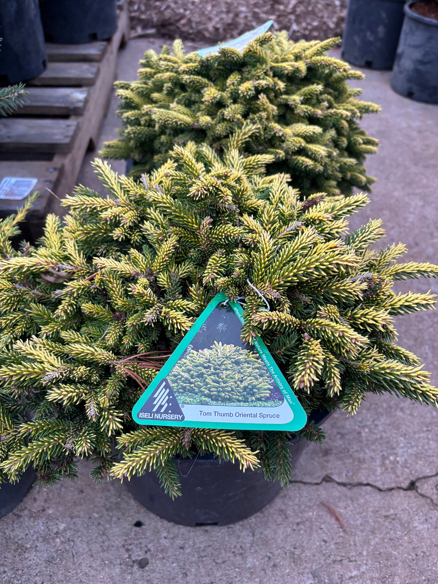 Picea orientalis ‘Tom Thumb’