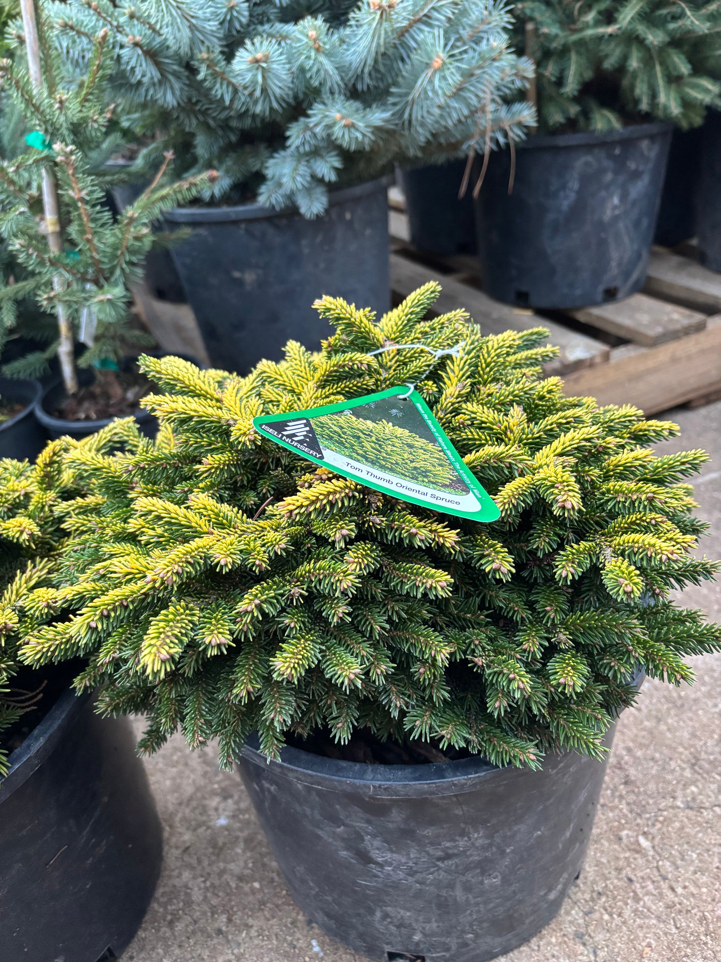 Picea orientalis ‘Tom Thumb’