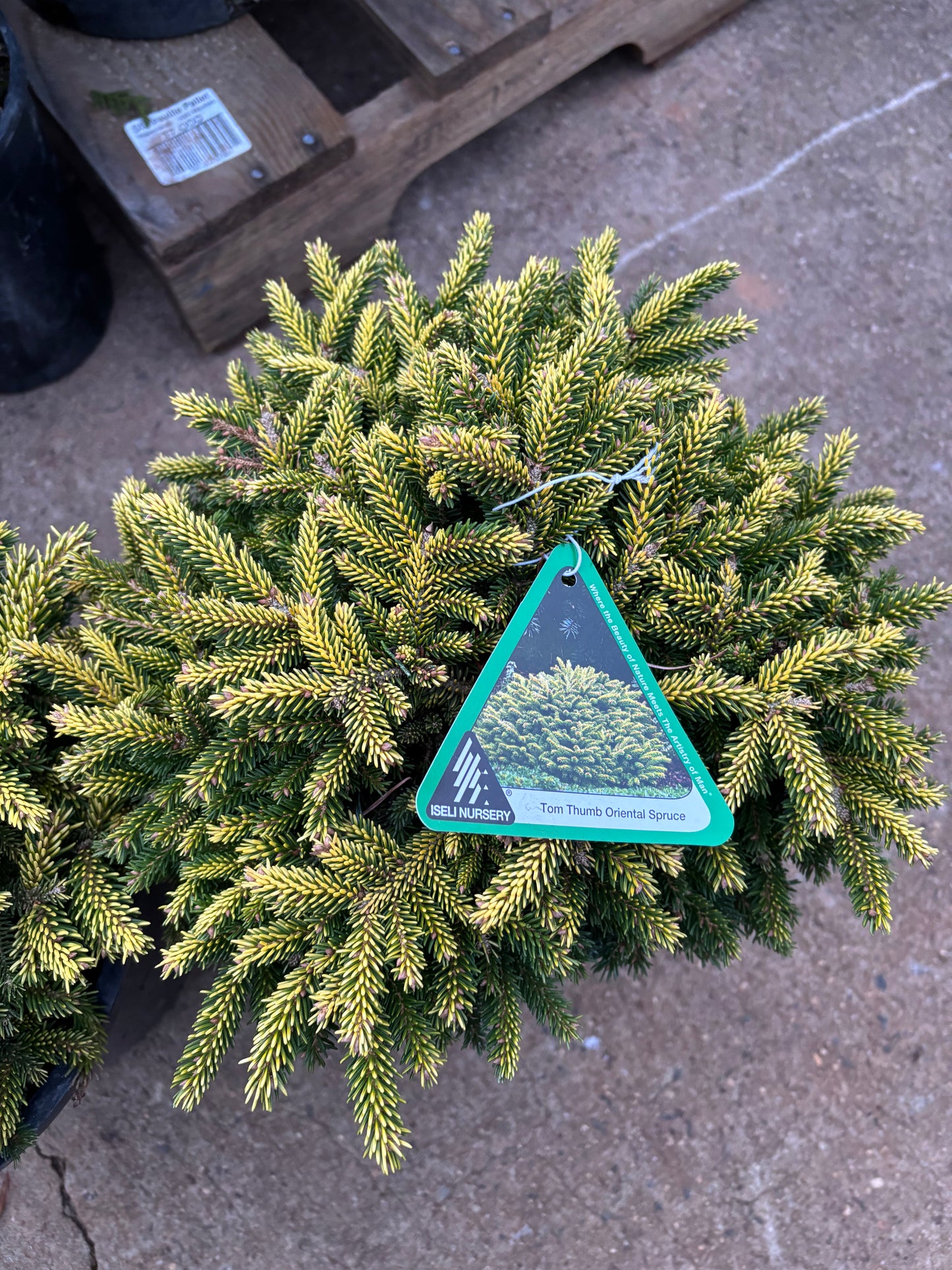 Picea orientalis ‘Tom Thumb’