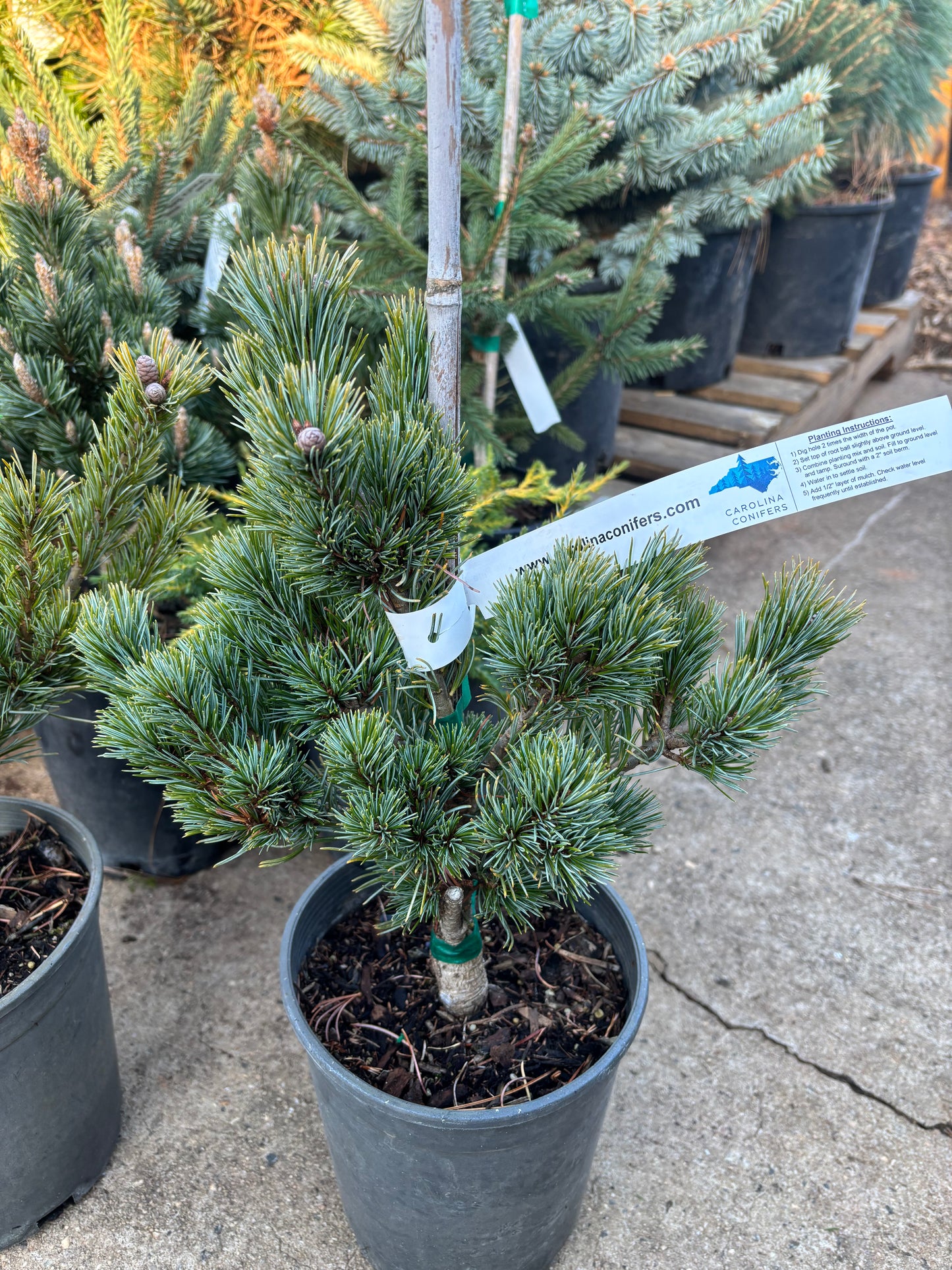 Pinus parviflora ‘Azuma goyo’ grafted on mugo