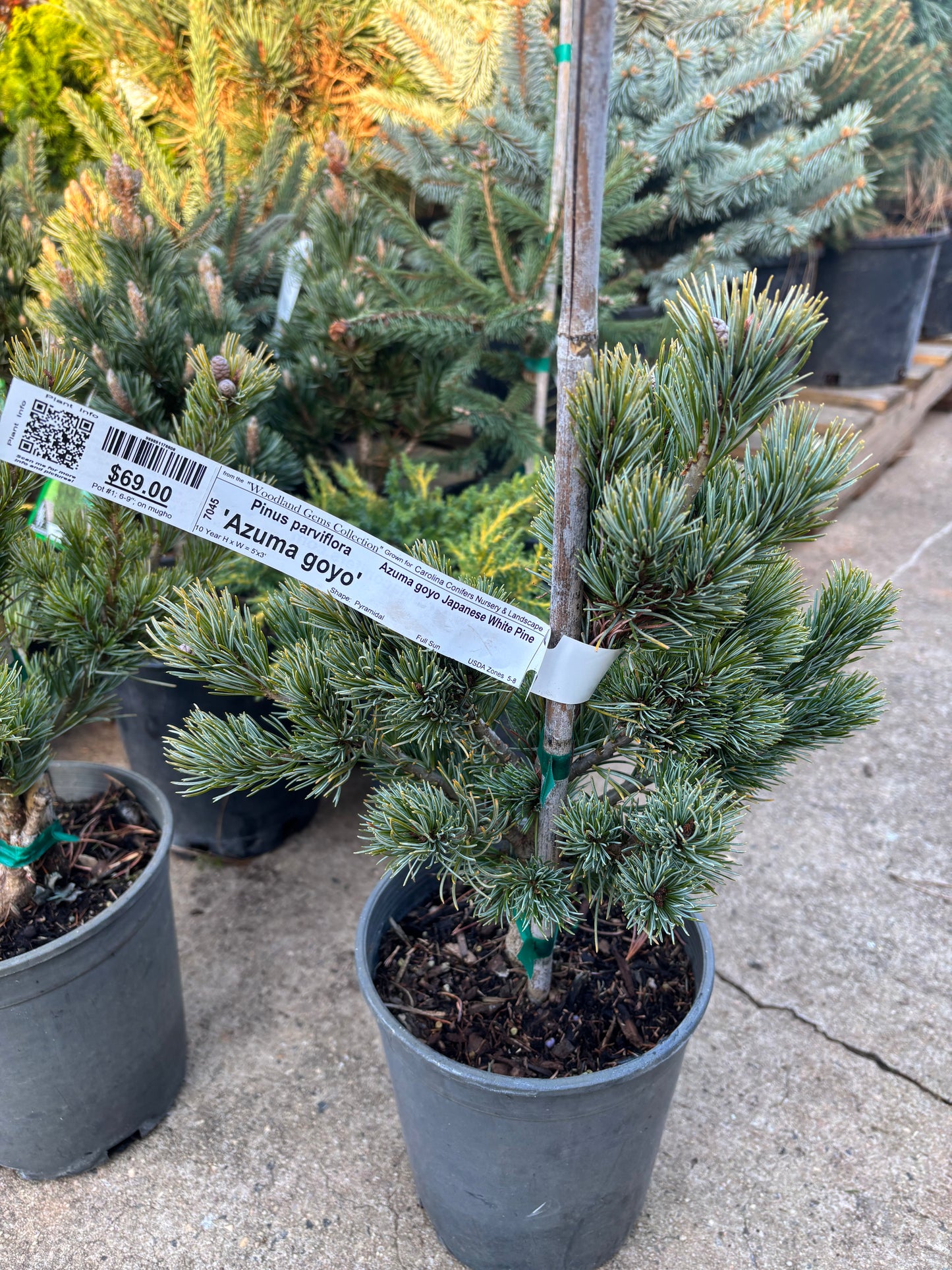 Pinus parviflora ‘Azuma goyo’ grafted on mugo