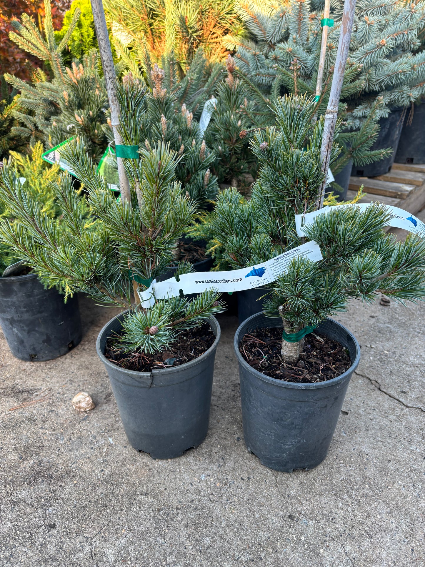 Pinus parviflora ‘Azuma goyo’ grafted on mugo