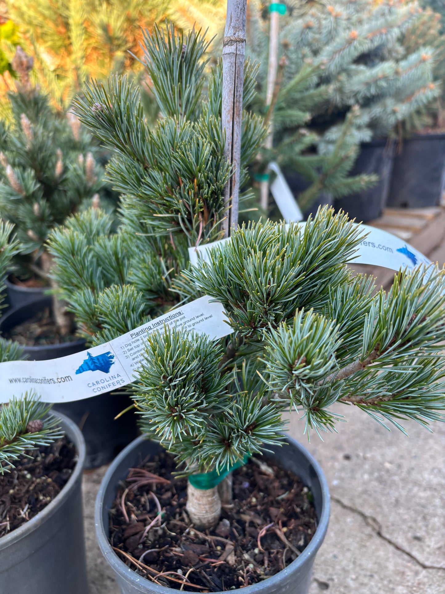 Pinus parviflora ‘Azuma goyo’ grafted on mugo