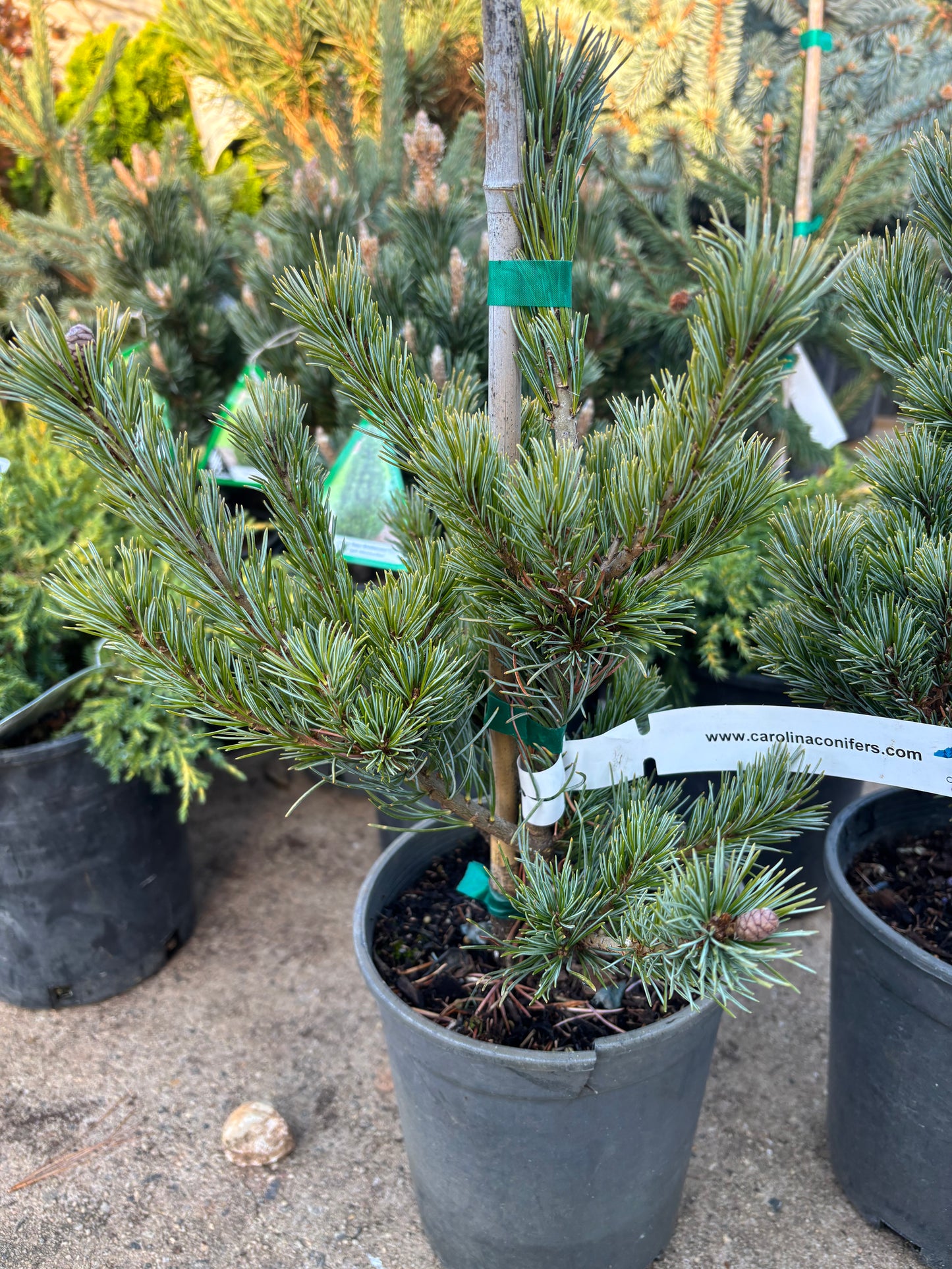 Pinus parviflora ‘Azuma goyo’ grafted on mugo