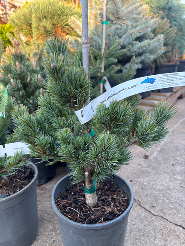 Pinus parviflora ‘Azuma goyo’ grafted on mugo