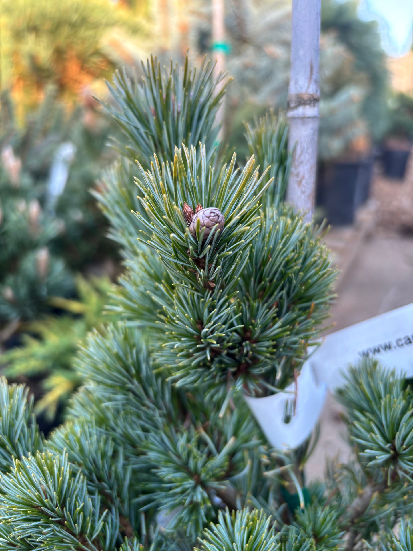 Pinus parviflora ‘Azuma goyo’ grafted on mugo