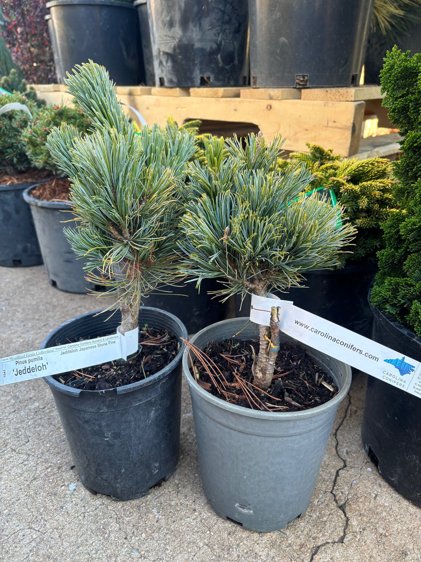 Pinus pumila ‘Jeddeloh’