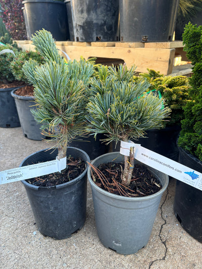 Pinus pumila ‘Jeddeloh’