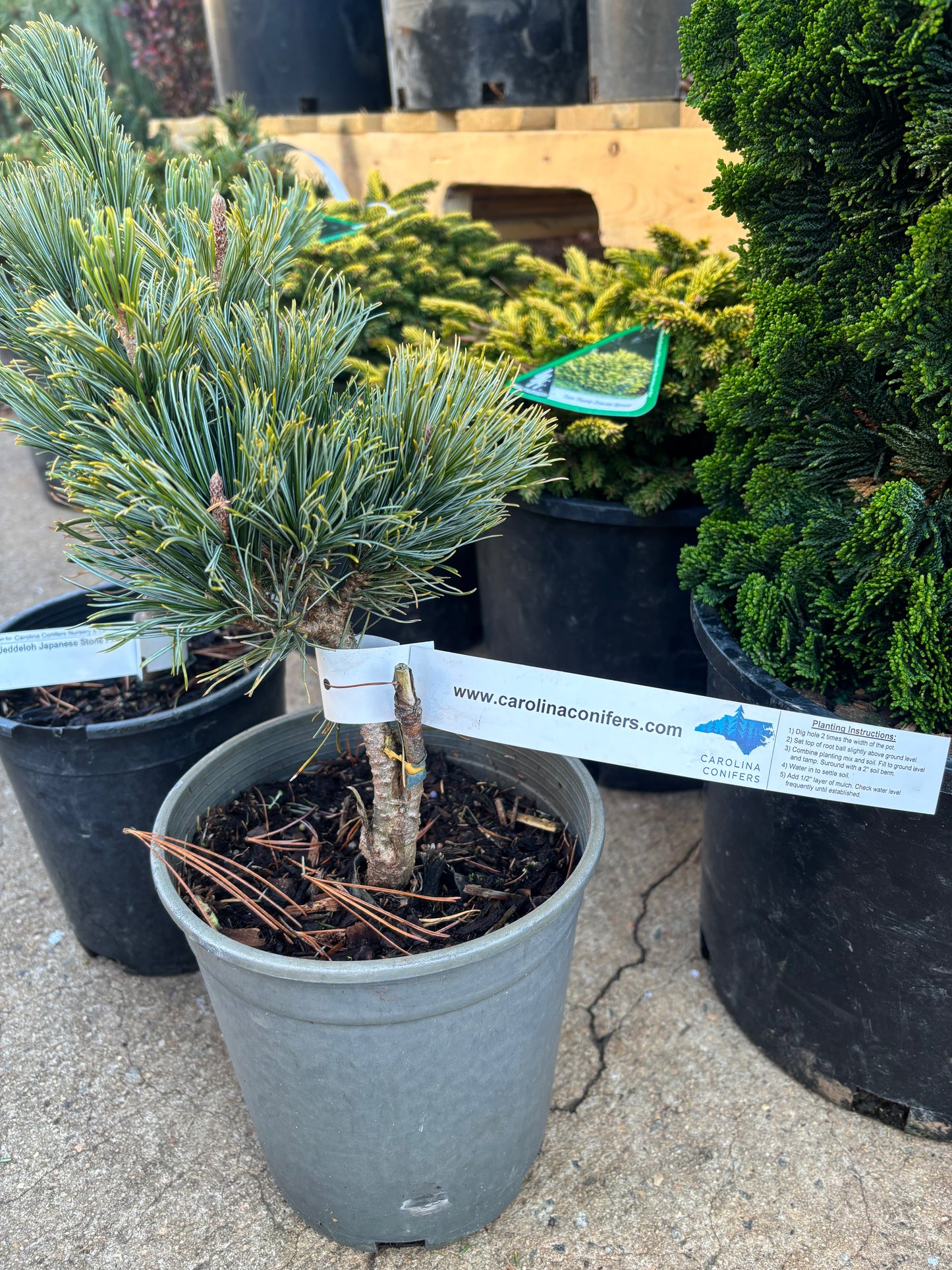 Pinus pumila ‘Jeddeloh’