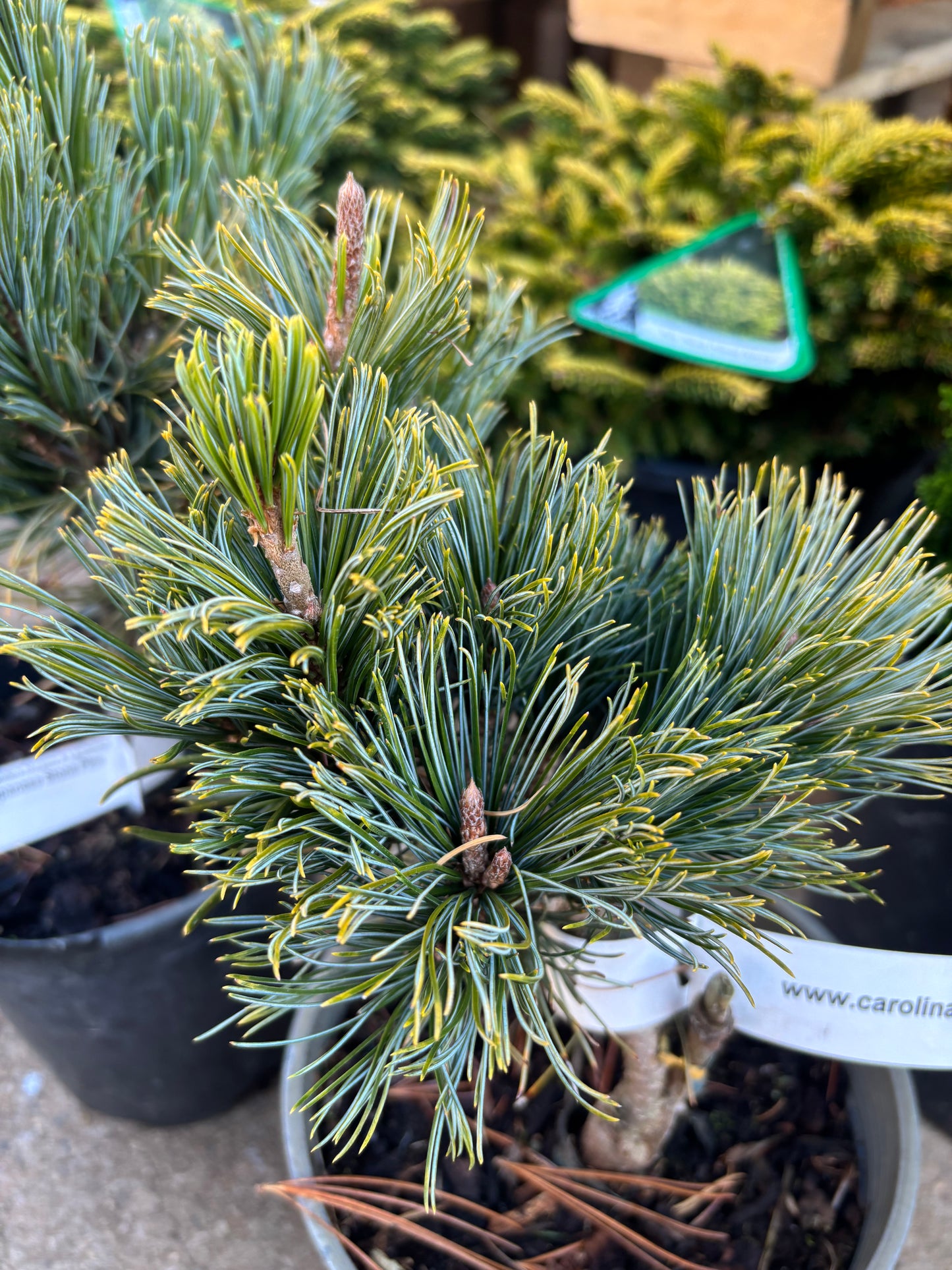 Pinus pumila ‘Jeddeloh’