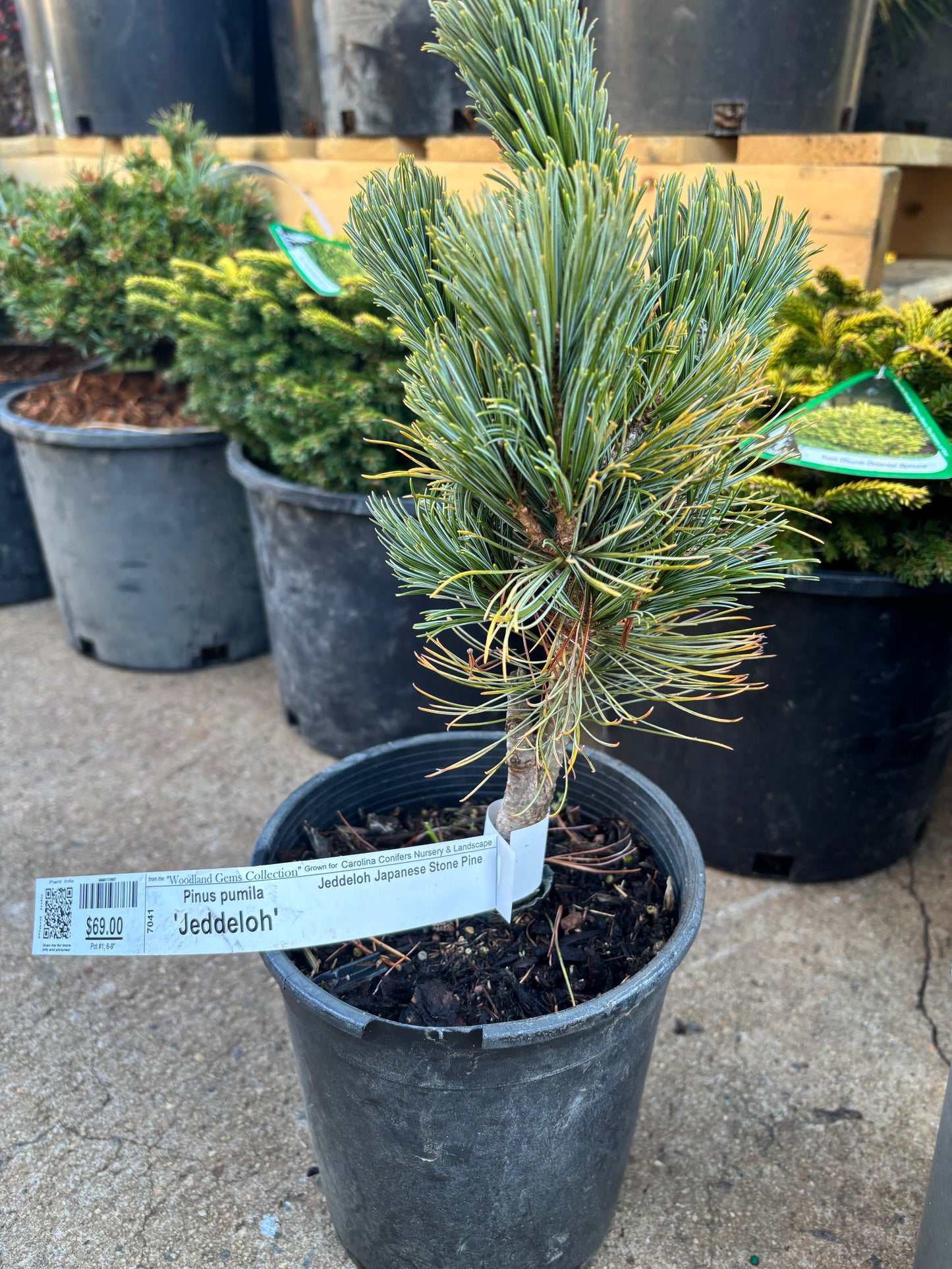 Pinus pumila ‘Jeddeloh’