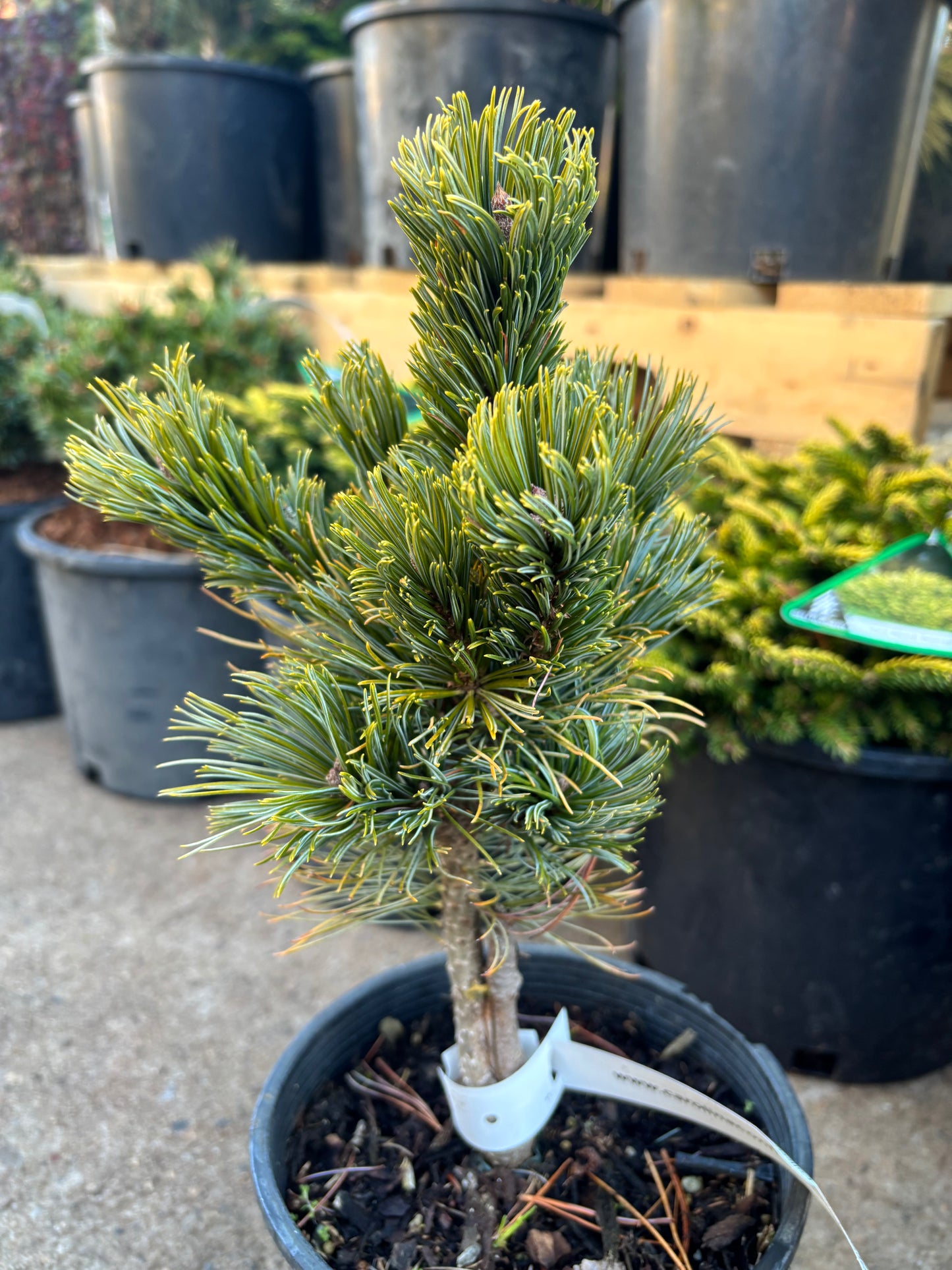 Pinus pumila ‘Jeddeloh’