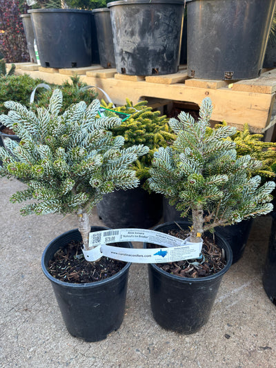 Abies koreana ‘Kohout’s Ice Breaker’ on Firma