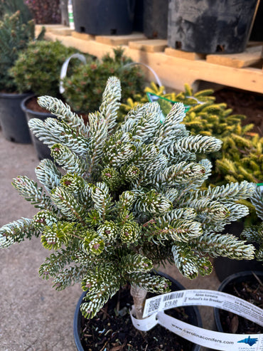 Abies koreana ‘Kohout’s Ice Breaker’ on Firma