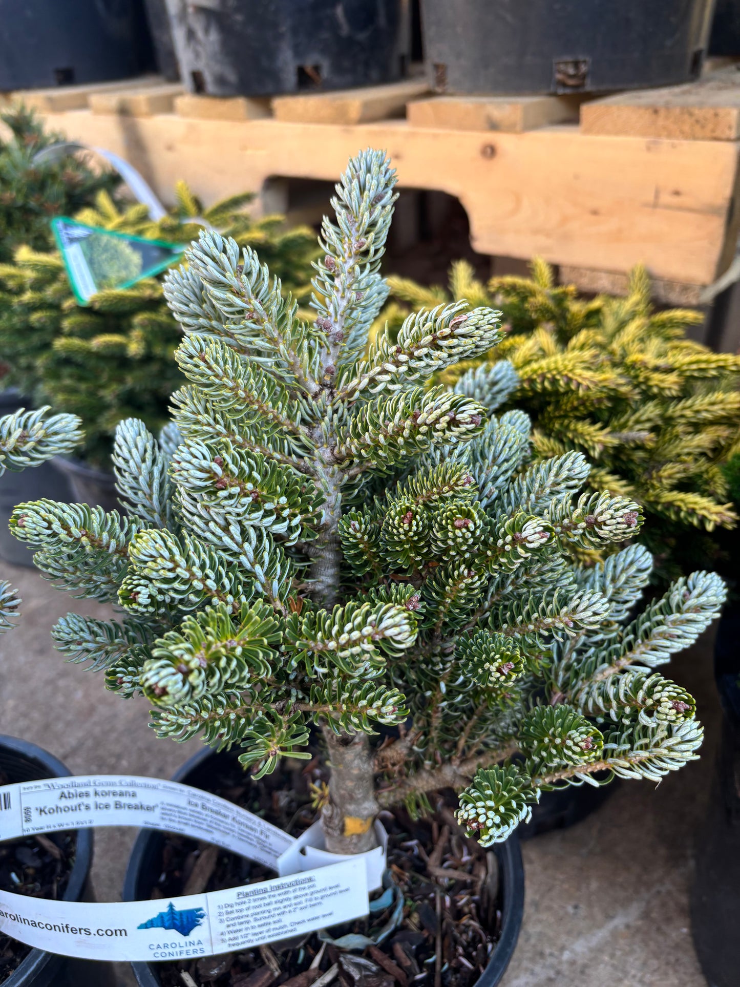Abies koreana ‘Kohout’s Ice Breaker’ on Firma