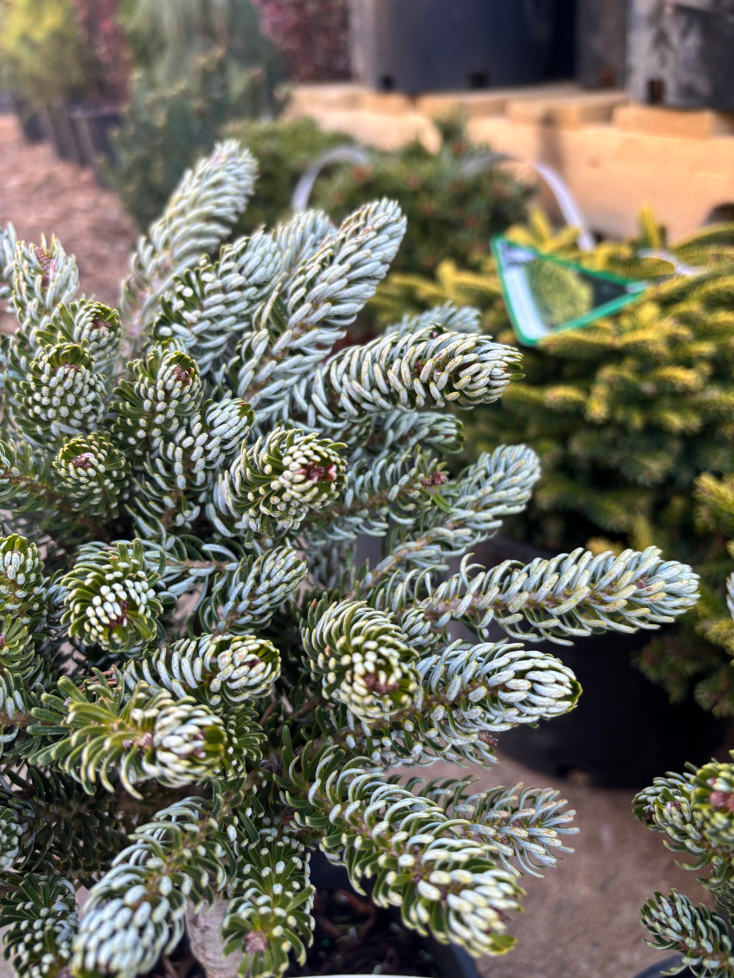 Abies koreana ‘Kohout’s Ice Breaker’ on Firma