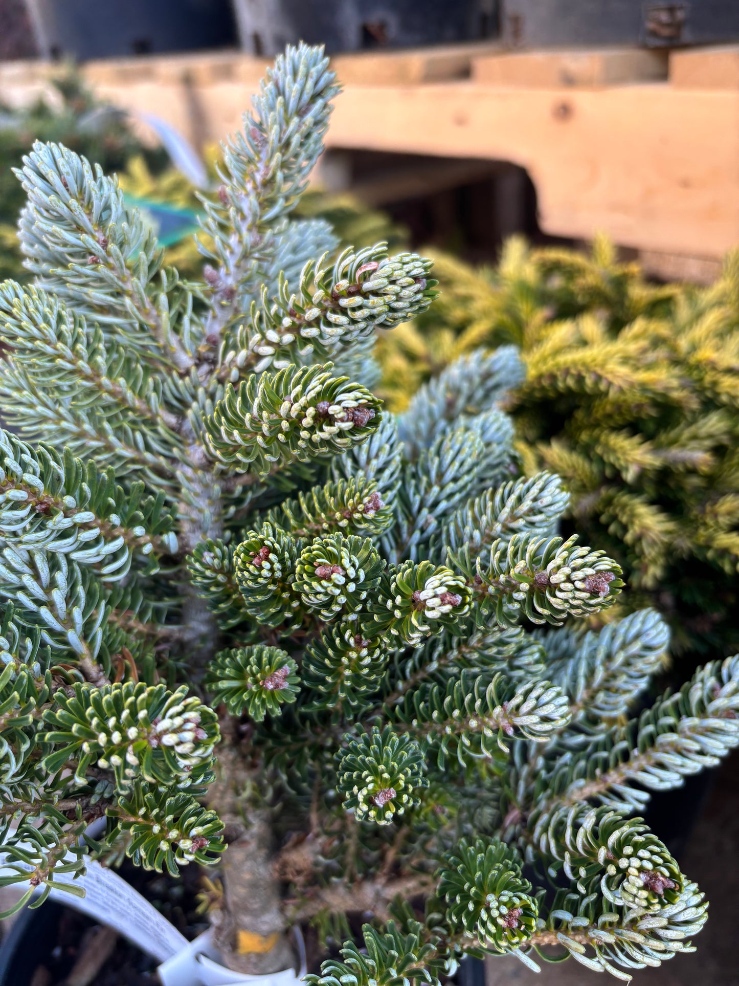 Abies koreana ‘Kohout’s Ice Breaker’ on Firma