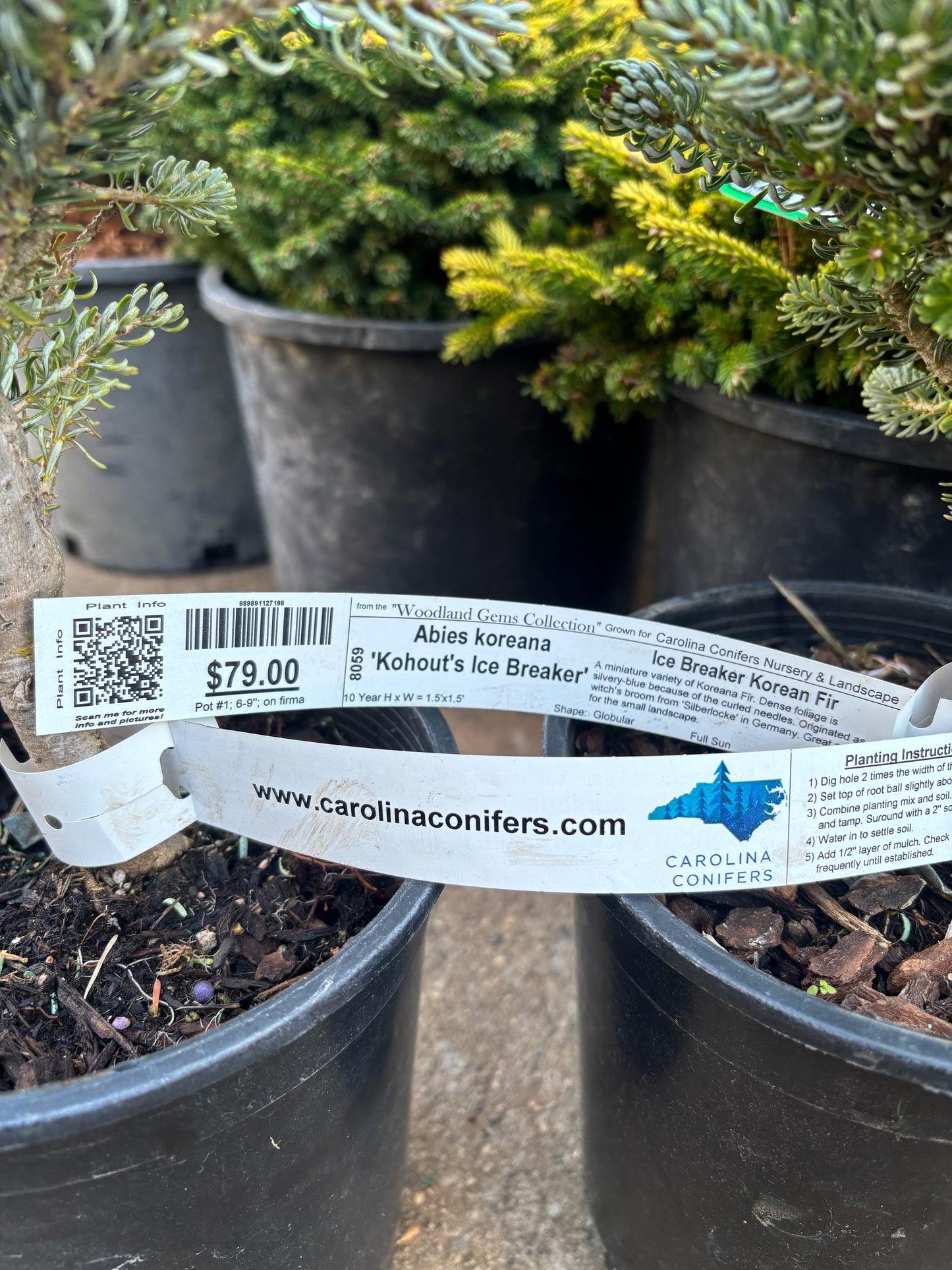 Abies koreana ‘Kohout’s Ice Breaker’ on Firma