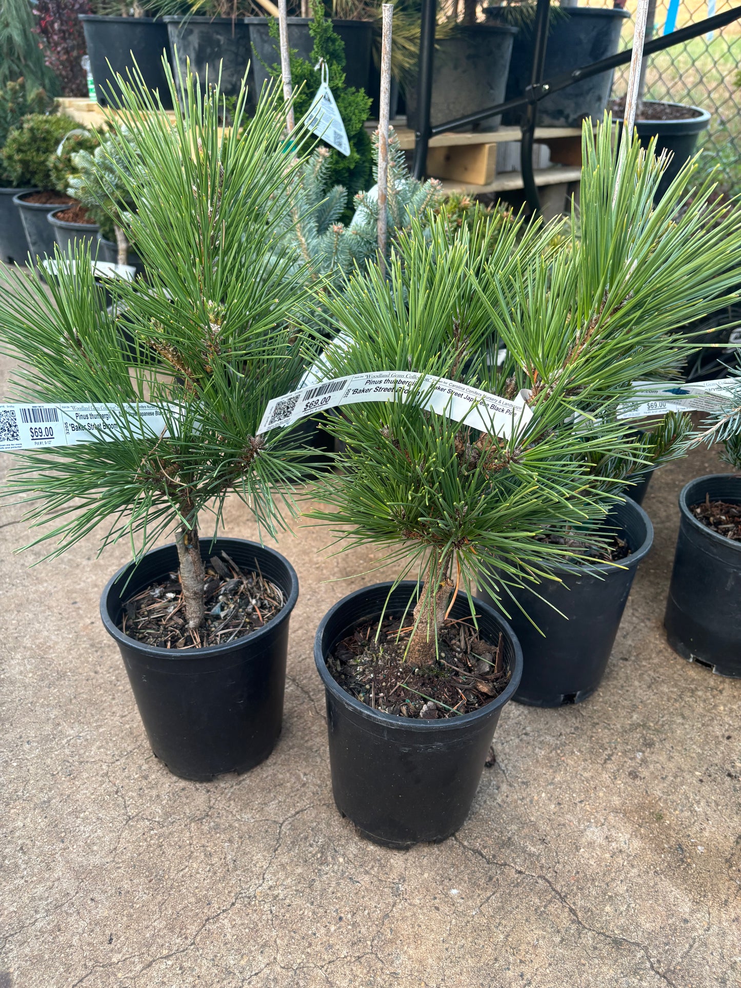 Pinus thunbergii ‘Baker Street Broom’