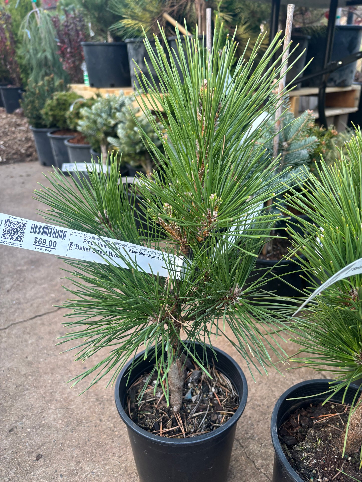 Pinus thunbergii ‘Baker Street Broom’