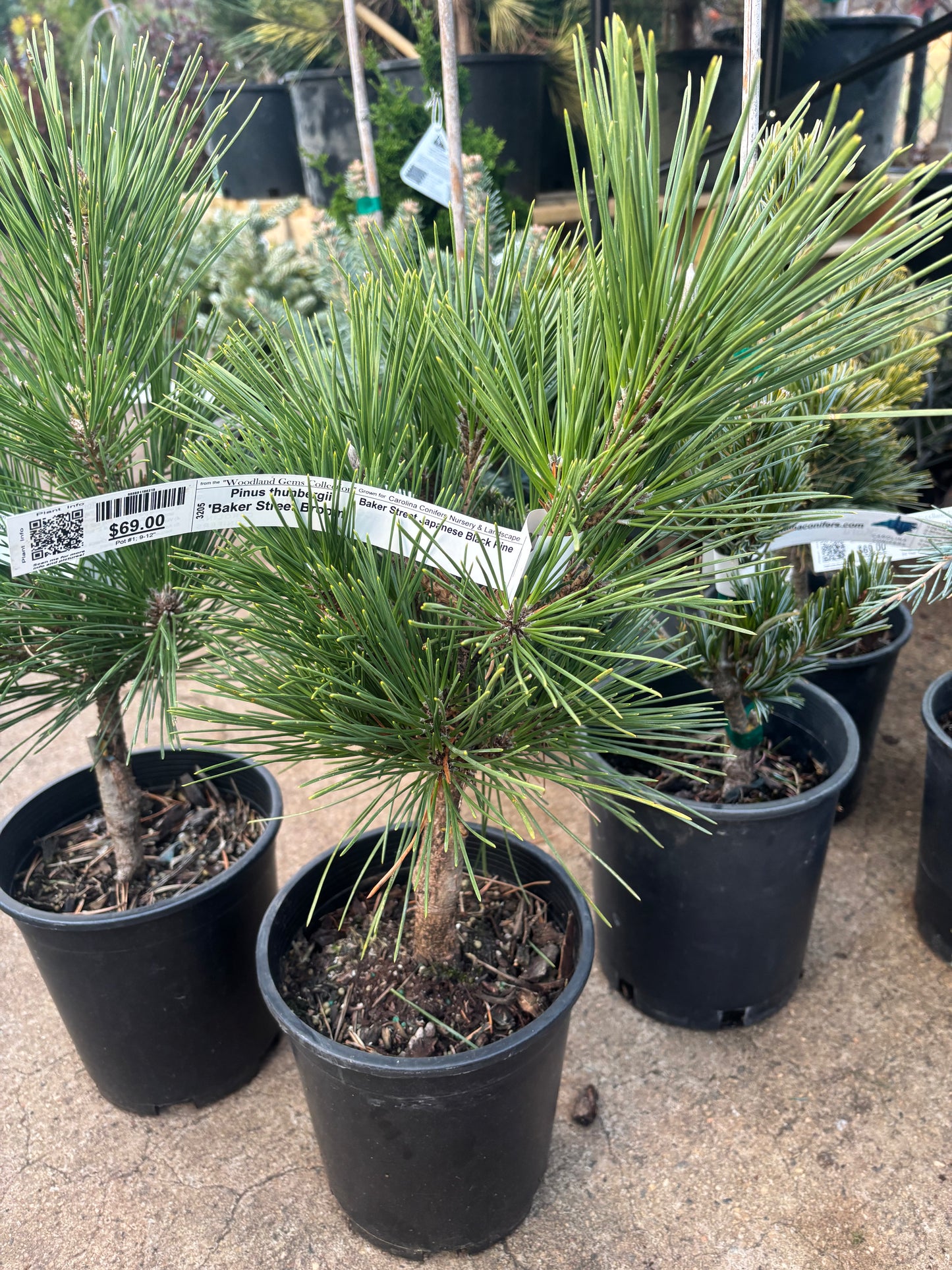 Pinus thunbergii ‘Baker Street Broom’
