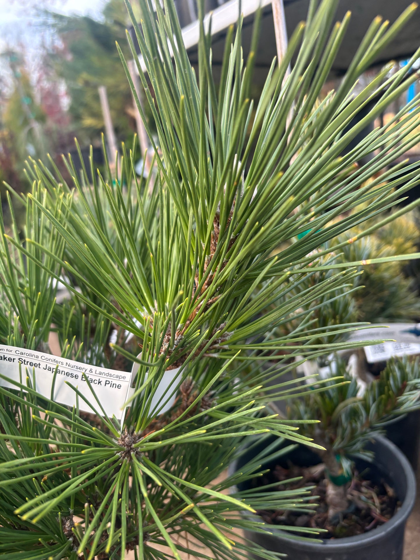 Pinus thunbergii ‘Baker Street Broom’
